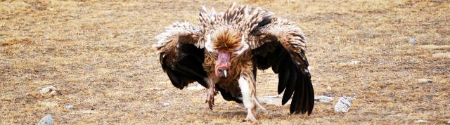 himalayan vulture threatening.jpg